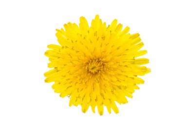 Karahindiba çiçeği