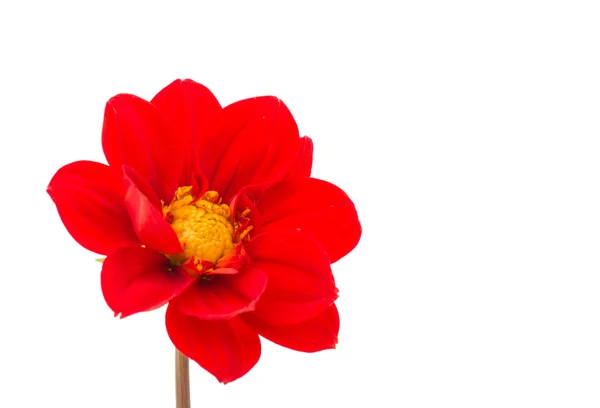 Red dahlia — Stock Photo, Image