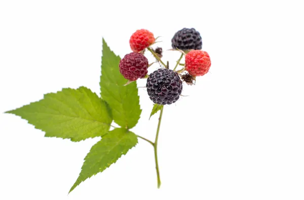 Świeże jagody blackberry — Zdjęcie stockowe