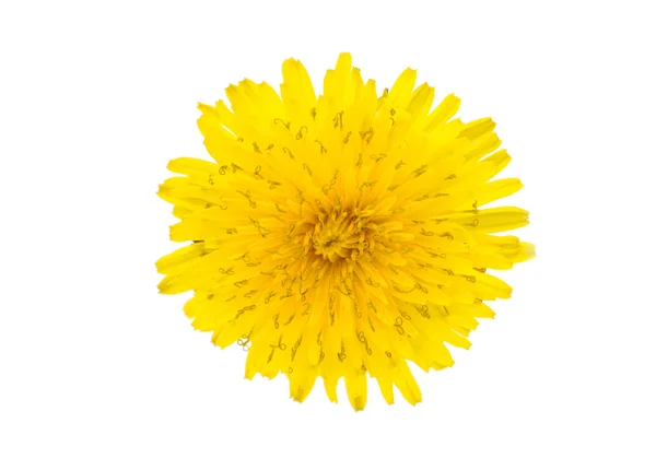 Dandelion flower — Stock Photo, Image