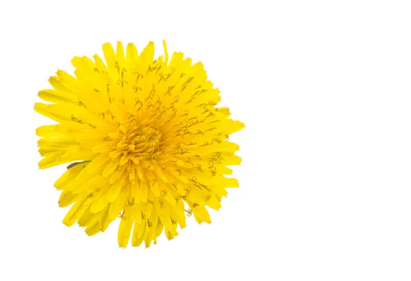 Karahindiba çiçeği — Stok fotoğraf