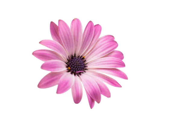 Przylądek stokrotka kwiat — Zdjęcie stockowe