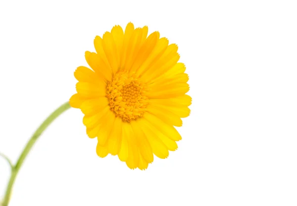 Marigold Flower — Stock Photo, Image