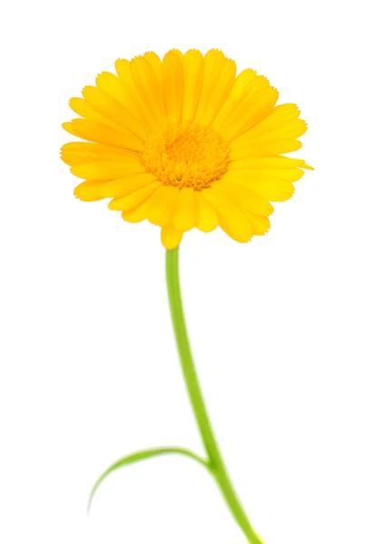 Marigold Flower — Stock Photo, Image