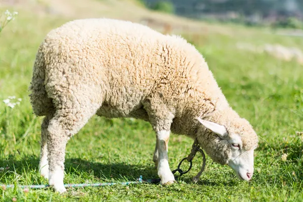 羊の放牧 — ストック写真