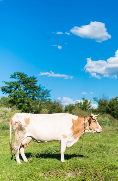 Cow grazing in meadow — Stock Photo, Image