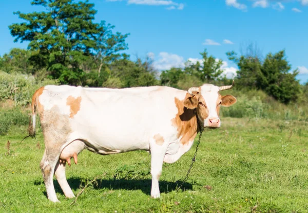 Выпас коров на лугу — стоковое фото