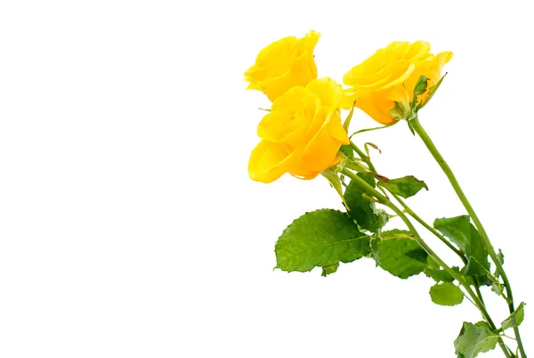 Yellow rose — Stock Photo, Image