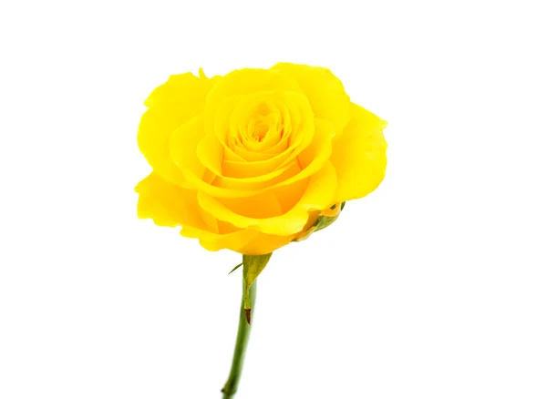 Kuning mawar — Stok Foto