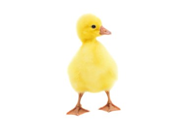 küçük gosling