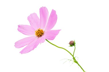 pembe cosmos çiçek