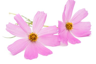 Pembe kozmos çiçekleri
