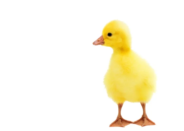 Little gosling — Stock Photo, Image