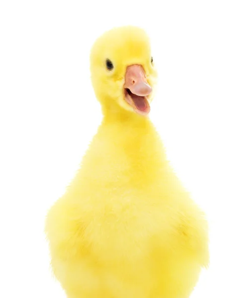 Little gosling — Stock Photo, Image