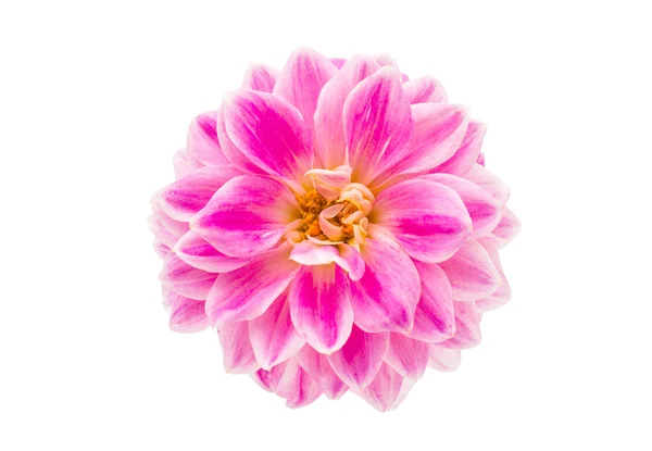 Rosa Dahlienblüte — Stockfoto