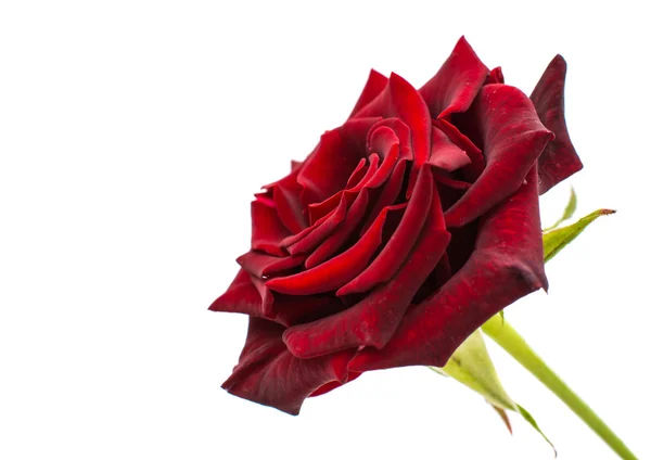 Rote Rose — Stockfoto