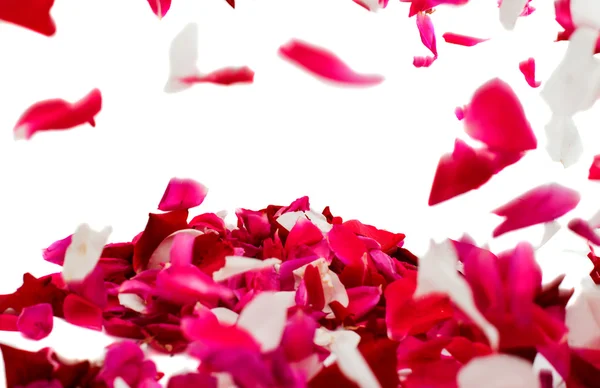 Rose petals — Stock Photo, Image