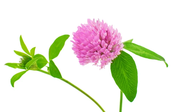 Clover flower — Stock Photo, Image