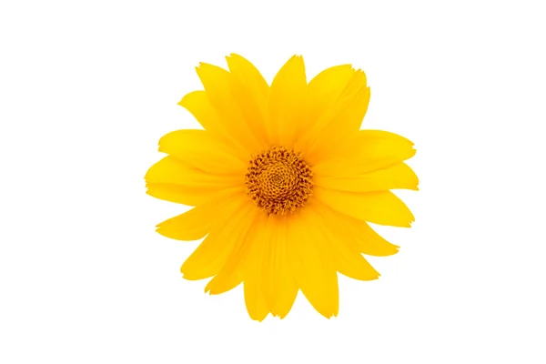 Yellow flower isolated — Stock Photo, Image