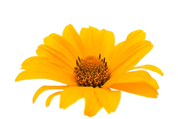 Yellow flower — Stock Photo, Image