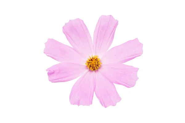 Pink cosmos flower — Stock Photo, Image