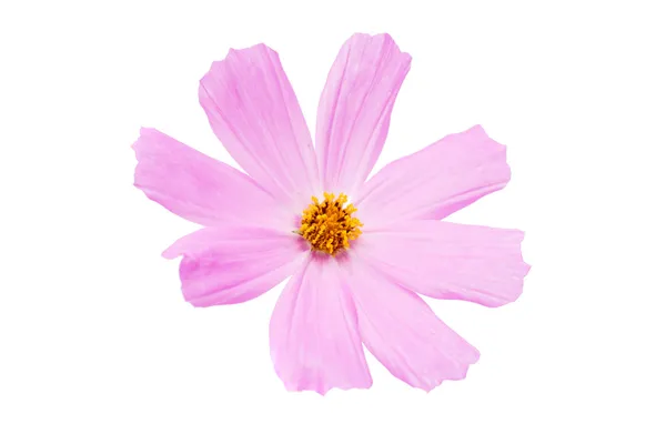 Pink cosmos flower — Stock Photo, Image