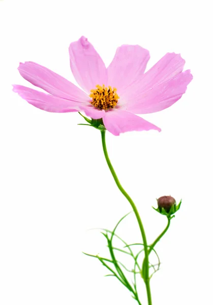 Pink cosmos flower — Stock Photo, Image