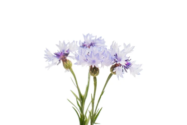 Knapweed blomma — Stockfoto