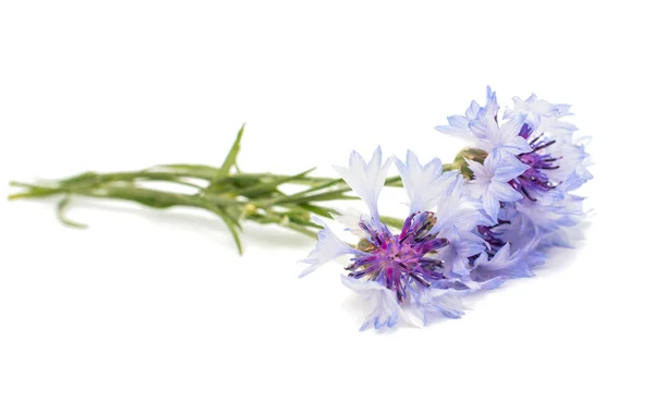 Knapweed çiçek — Stok fotoğraf