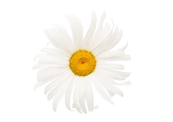 Цветок Дейзи — стоковое фото