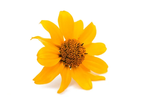 Yellow flower Royalty Free Stock Images