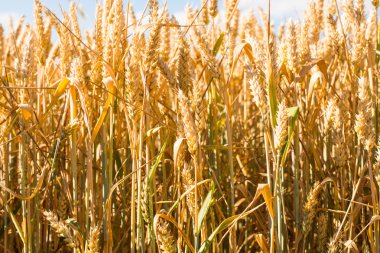 Tarlada buğday kulakları