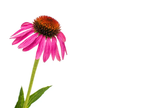 Ехінацея квітка — стокове фото