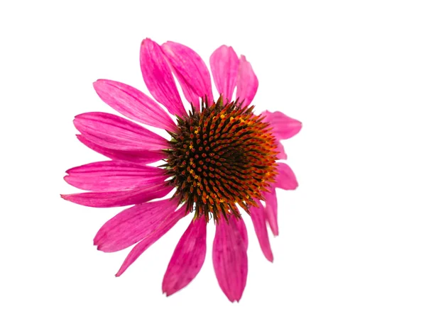 Echinacea bloem — Stockfoto