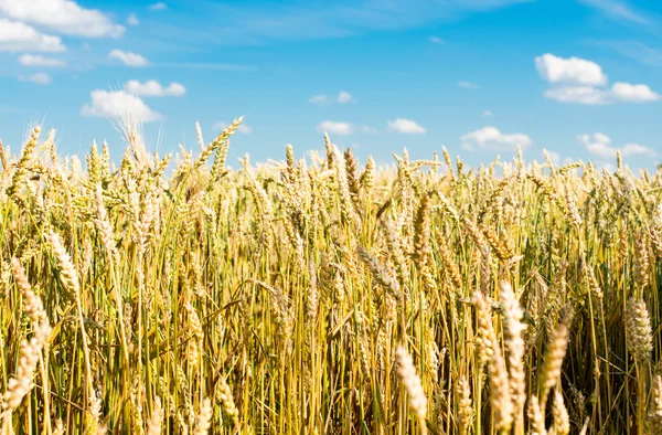 Wheat ears — Stock Photo, Image