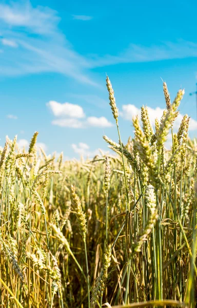 Wheat ears — Stock Photo, Image