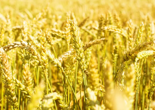 Orejas de trigo — Foto de Stock