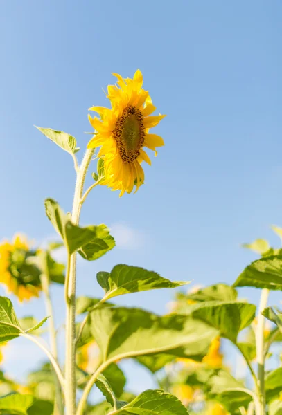 Sunflowers in the field — Stock Photo, Image