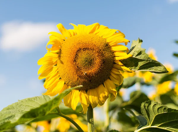 Sunflowers — Stock Photo, Image