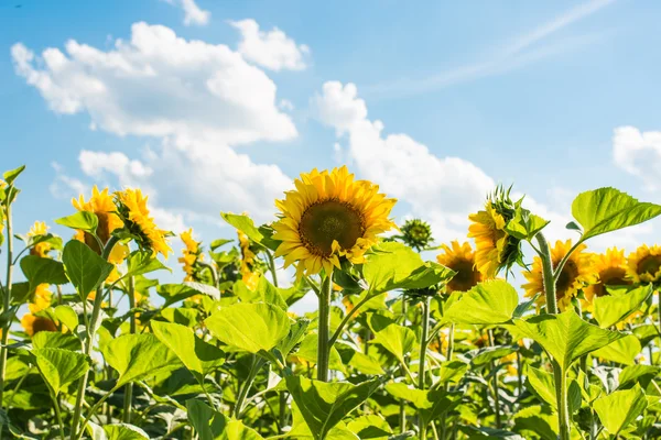 Sunflowers growing — Stock Photo, Image