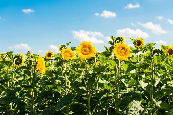 Sunflowers growing — Stock Photo, Image