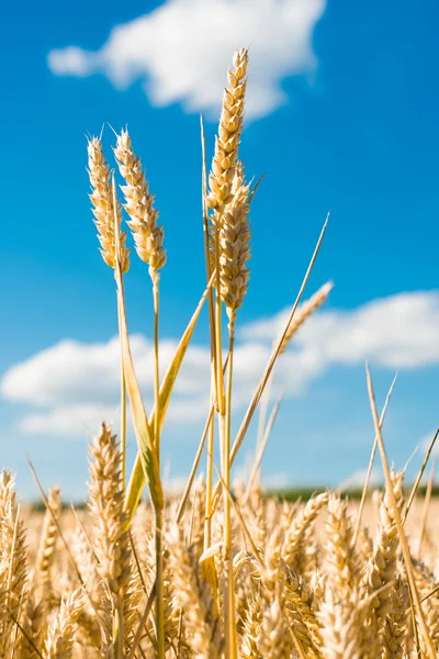 Espigas de trigo dourado — Fotografia de Stock