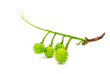 Yeşil çivili kestane