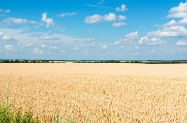 Altın buğday tarlası