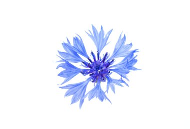 knapweed flower  clipart