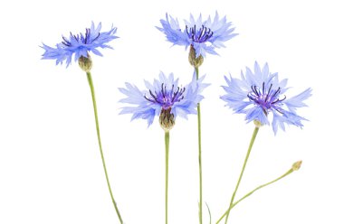 knapweed çiçek