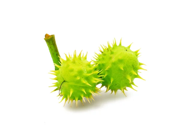 Green spiked chestnuts — Stock Photo, Image