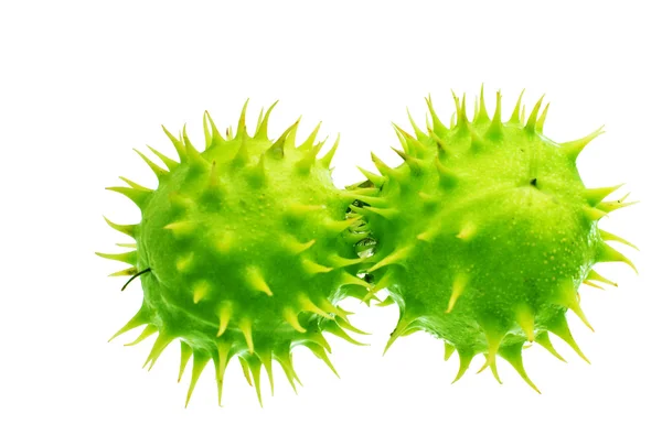 Green spiked chestnuts — Stock Photo, Image