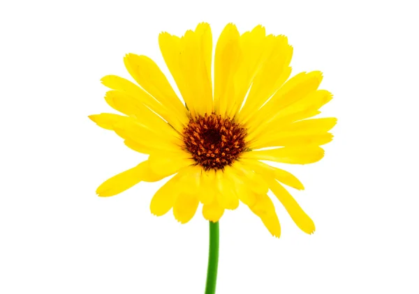 Aroma flower — Stock Photo, Image