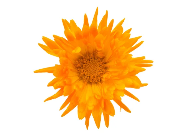 Ароматный цветок — стоковое фото
